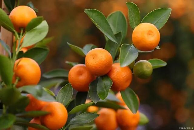 中医：一个橘子相当于五味药，它这些药用价值，已被人挖掘出来了。