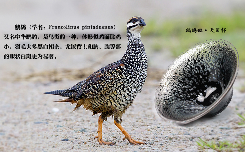 天目杯为何物？