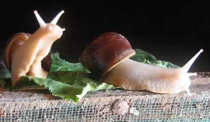 西班牙蜗牛美食大餐的前世今生