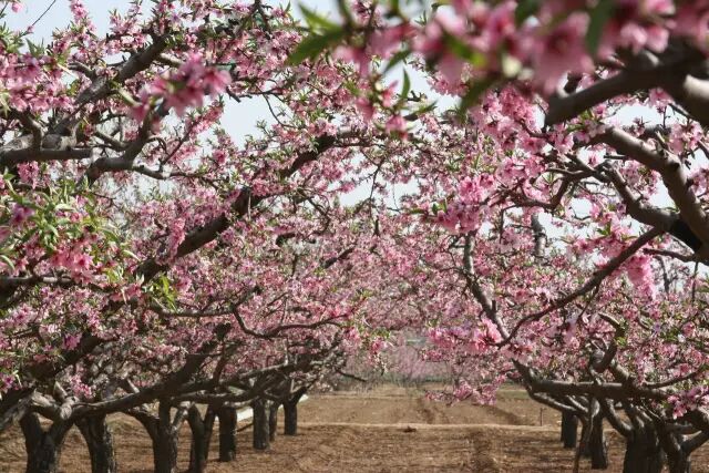 2016年3月19日福安穆云桃花节,廉村寻宝休闲一日游 虎头桃源(穆阳桃花
