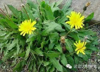 转载 据专家说这10种野菜是癌症的克星 广州武田酵素 新浪博客