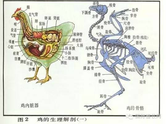 家禽解剖全解——看懂你就是专家- 行业关注- 鸡病专业网