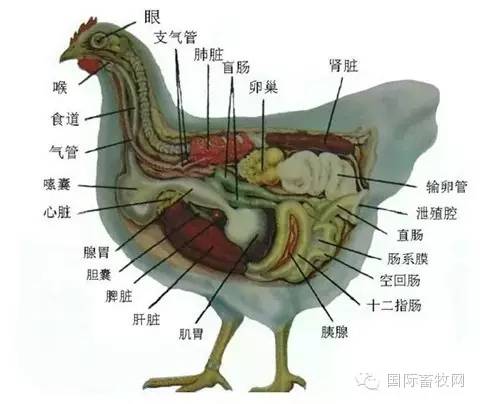 家禽解剖全解——看懂你就是专家- 行业关注- 鸡病专业网