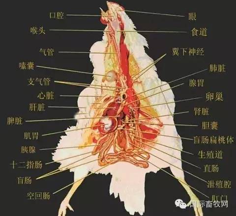 家禽解剖全解——看懂你就是专家- 行业关注- 鸡病专业网