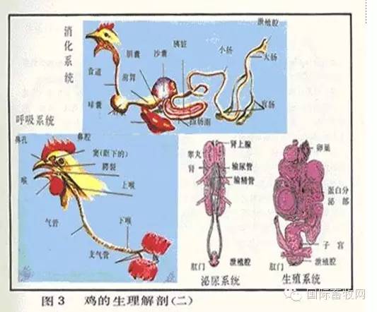 家禽解剖全解——看懂你就是专家- 行业关注- 鸡病专业网