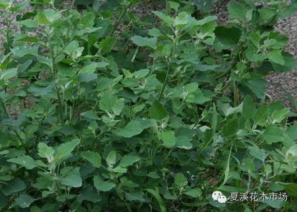 點擊打開原圖