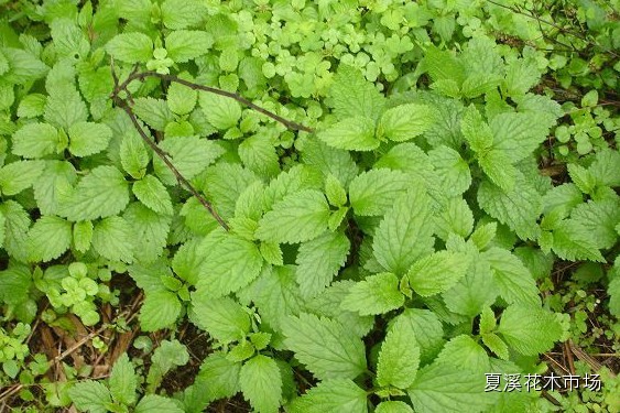 點擊打開原圖