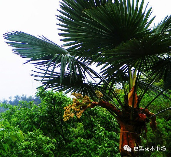 點擊打開原圖
