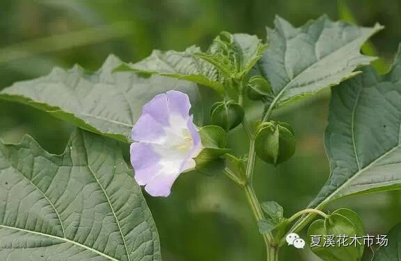 點擊打開原圖