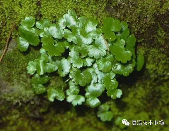 點擊打開原圖