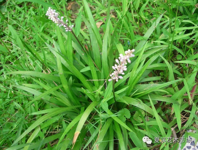 點擊打開原圖