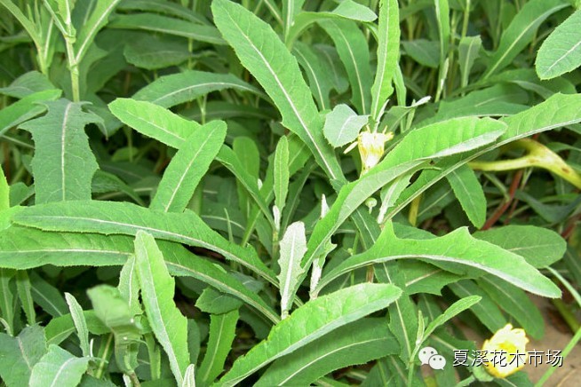 點擊打開原圖