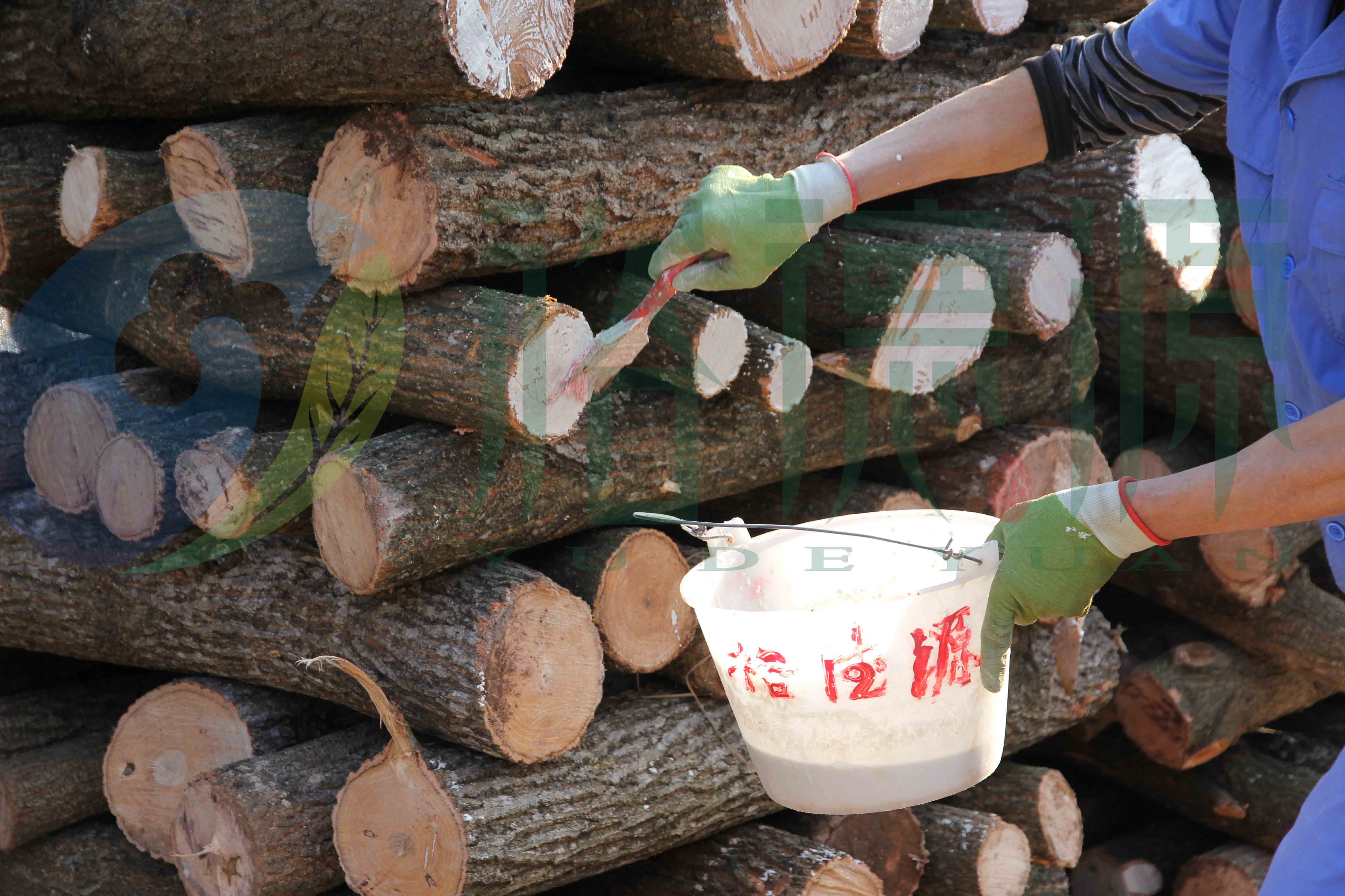 通江银耳释疑及裕德源通江银耳生产过程详解