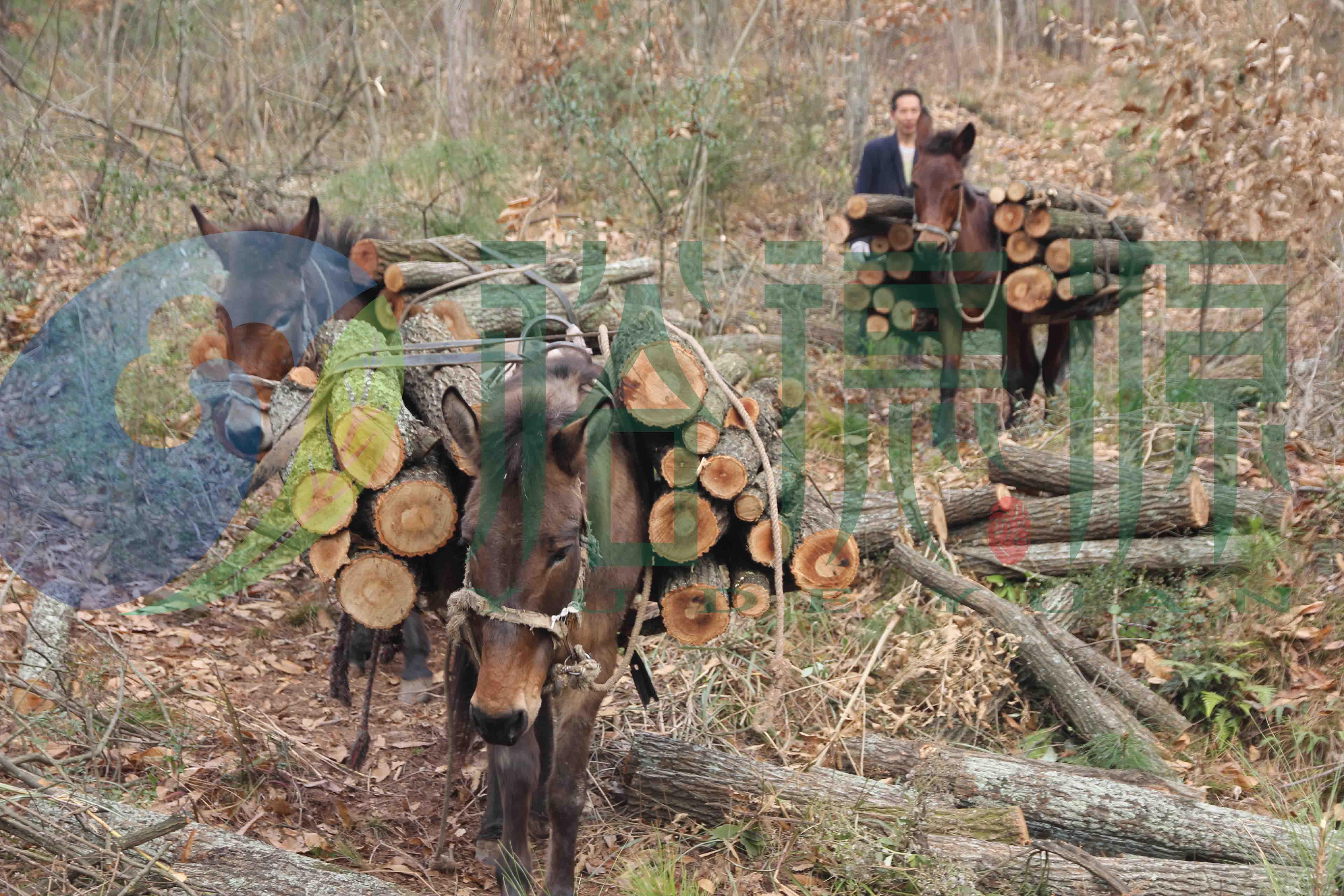 通江银耳释疑及裕德源通江银耳生产过程详解