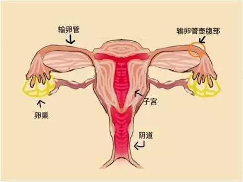 罕见!验出怀孕,“胎儿”却始终找不到,最后竟然在这里发现了一个活生生的!-怀孕期