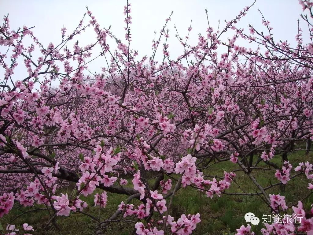 去年今日此山中,人面桃花相映红——乐昌九峰山赏花两天行 - 高山电台 - 高山电台 去年今日此山中,人面桃花相映红——乐昌九峰山赏花两天行 - 高山电台 - 高山电台