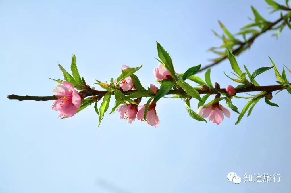 去年今日此山中,人面桃花相映红——乐昌九峰山赏花两天行 - 高山电台 - 高山电台 去年今日此山中,人面桃花相映红——乐昌九峰山赏花两天行 - 高山电台 - 高山电台
