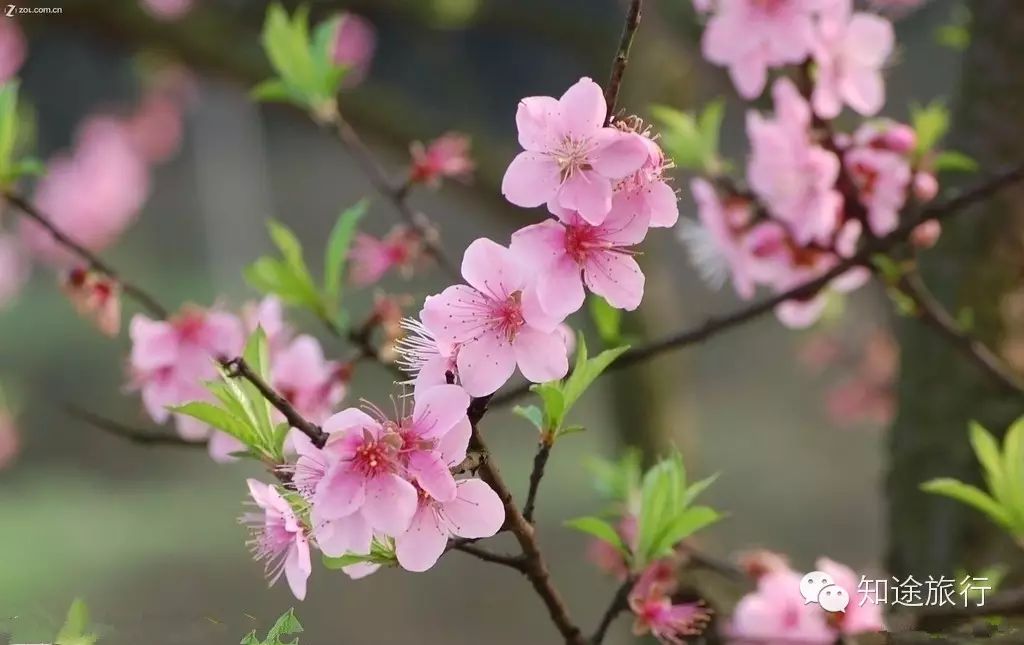 去年今日此山中,人面桃花相映红——乐昌九峰山赏花两天行 - 高山电台 - 高山电台 去年今日此山中,人面桃花相映红——乐昌九峰山赏花两天行 - 高山电台 - 高山电台