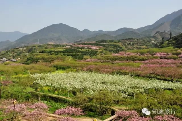 去年今日此山中,人面桃花相映红——乐昌九峰山赏花两天行 - 高山电台 - 高山电台 去年今日此山中,人面桃花相映红——乐昌九峰山赏花两天行 - 高山电台 - 高山电台