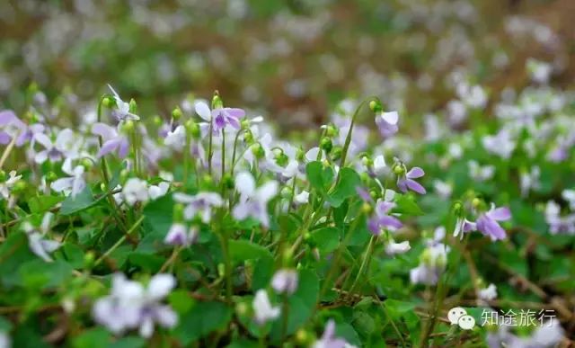 去年今日此山中,人面桃花相映红——乐昌九峰山赏花两天行 - 高山电台 - 高山电台 去年今日此山中,人面桃花相映红——乐昌九峰山赏花两天行 - 高山电台 - 高山电台