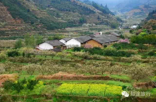去年今日此山中,人面桃花相映红——乐昌九峰山赏花两天行 - 高山电台 - 高山电台 去年今日此山中,人面桃花相映红——乐昌九峰山赏花两天行 - 高山电台 - 高山电台