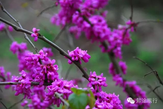 去年今日此山中,人面桃花相映红——乐昌九峰山赏花两天行 - 高山电台 - 高山电台 去年今日此山中,人面桃花相映红——乐昌九峰山赏花两天行 - 高山电台 - 高山电台
