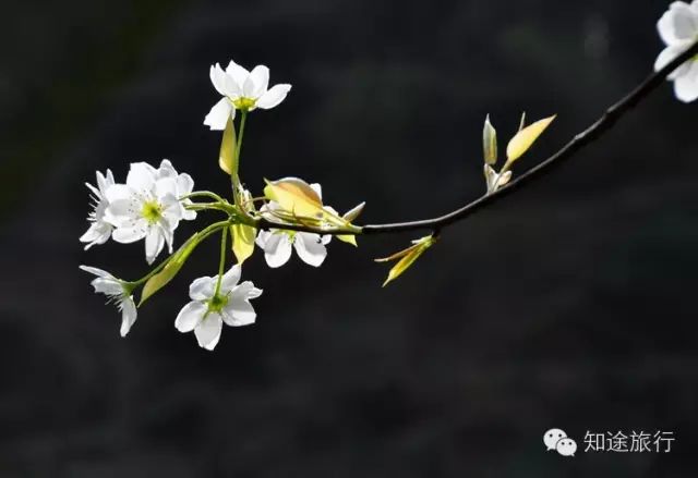 去年今日此山中,人面桃花相映红——乐昌九峰山赏花两天行 - 高山电台 - 高山电台 去年今日此山中,人面桃花相映红——乐昌九峰山赏花两天行 - 高山电台 - 高山电台