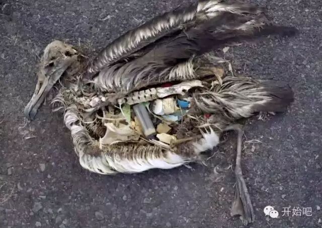 荷兰少年开始“拯救海洋”，我们啥时开始拯救焦化结板的土地？？？