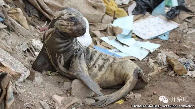 荷兰少年开始“拯救海洋”，我们啥时开始拯救焦化结板的土地？？？