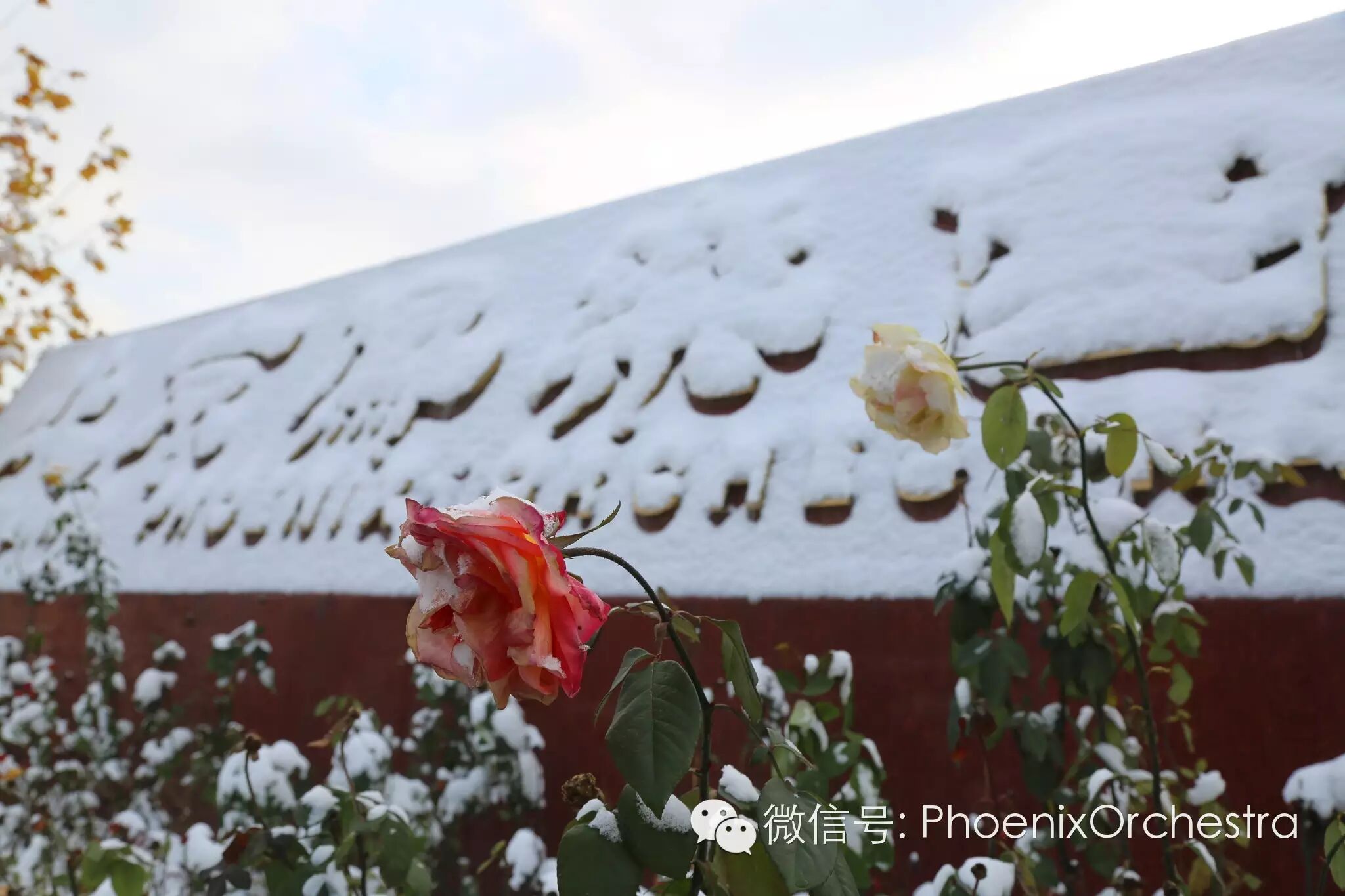 冬雪来临 凤乐园浩然一色尽显幽雅恬静