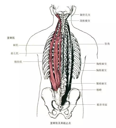 分享 Eptc 讲解剖 1 精英私人教练中心 健身114 健身行业门户