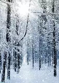 微信公众平台编辑器大雪下的森林图文文章模板素材样式下载