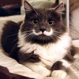微信公众平台编辑器可爱的萌猫标题文章模板素材样式下载