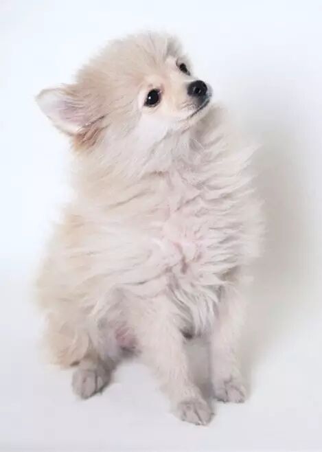 微信公众平台编辑器萌萌犬标题文章模板素材样式下载