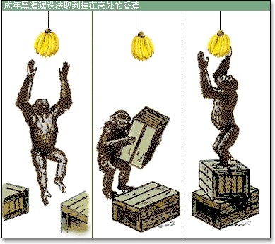 实验有意思之——顿悟的猩猩