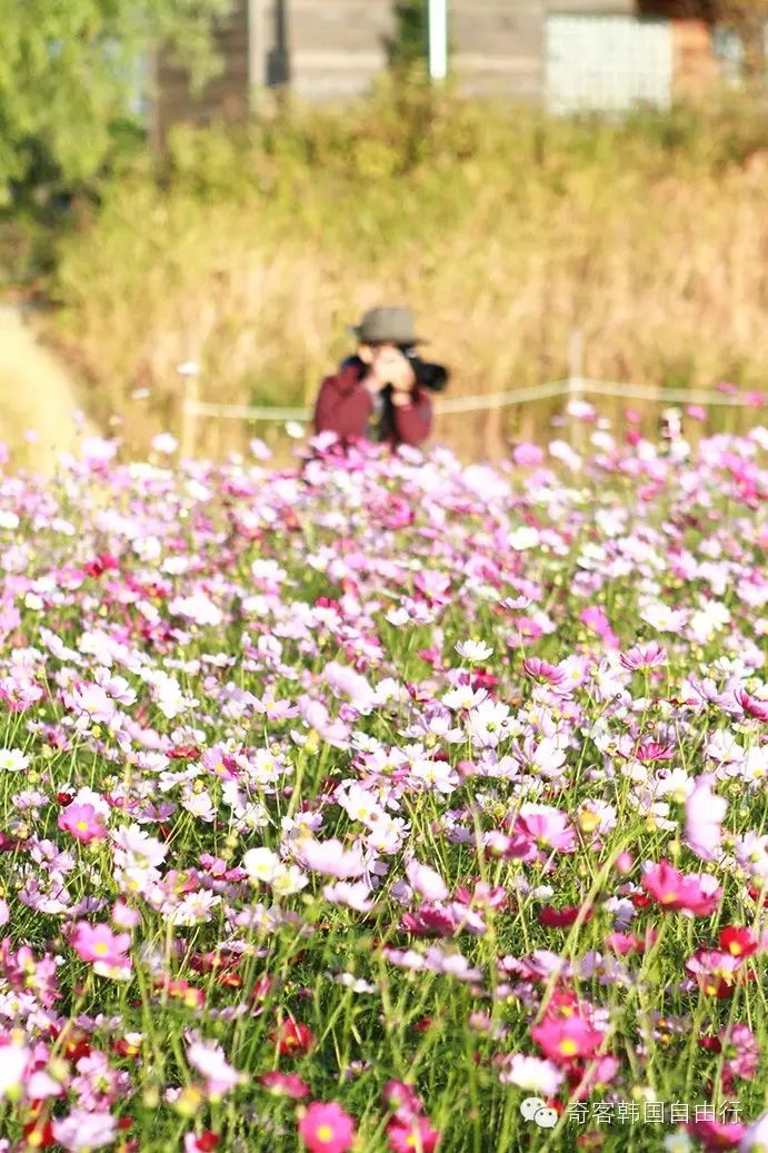 波斯菊