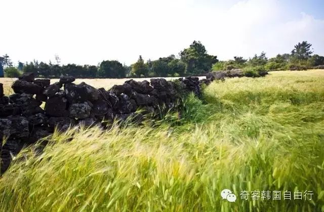 济州田墙 济州田墙