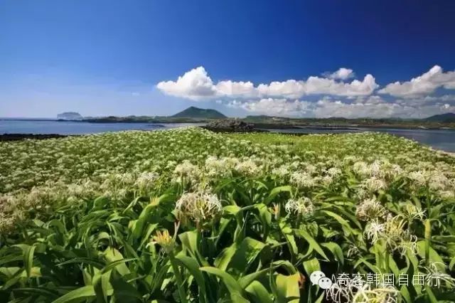 兔岛 兔岛