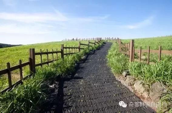 山君不离 山君不离