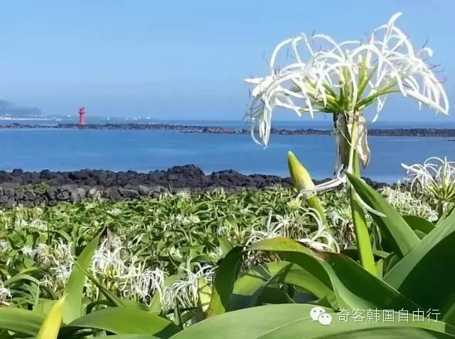 兔岛 兔岛