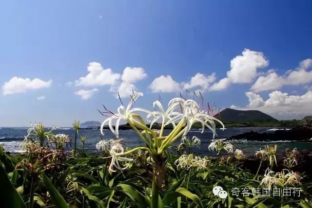 兔岛 兔岛