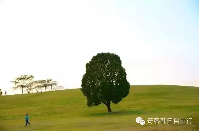 一棵树