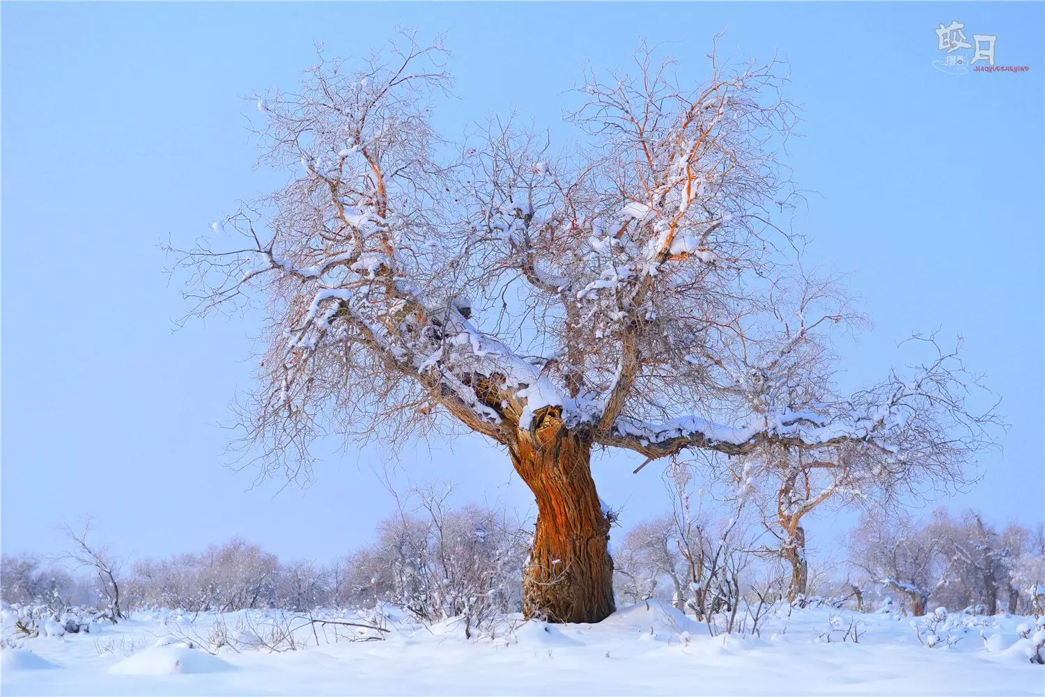 寒潮暴雪中的古尔图胡杨 艺术极品_青青子衿皎月_新浪博客