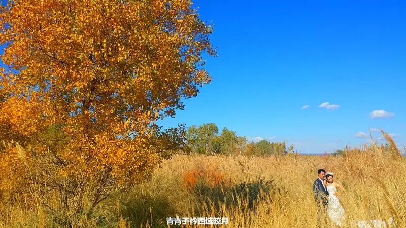 乌尔禾胡杨 <wbr>魔鬼城旁那位金光琉璃的西域天使