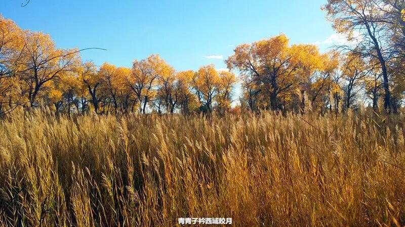 乌尔禾胡杨 <wbr>魔鬼城旁那位金光琉璃的西域天使