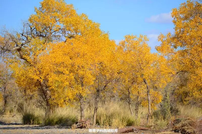 乌尔禾胡杨 <wbr>魔鬼城旁那位金光琉璃的西域天使