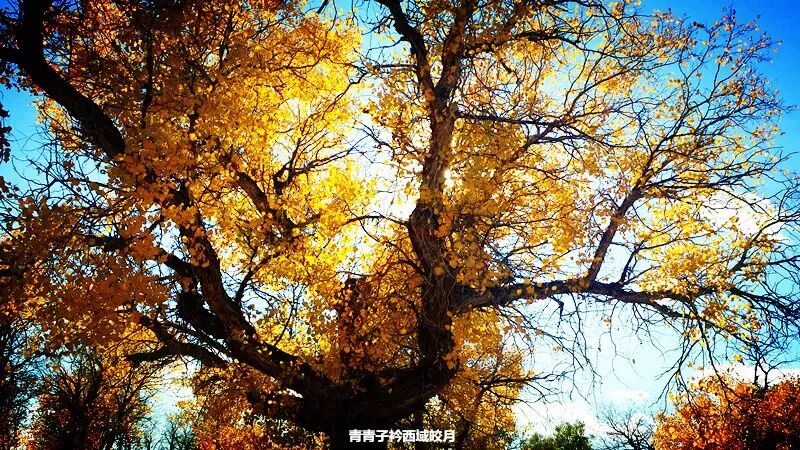 乌尔禾胡杨 <wbr>魔鬼城旁那位金光琉璃的西域天使