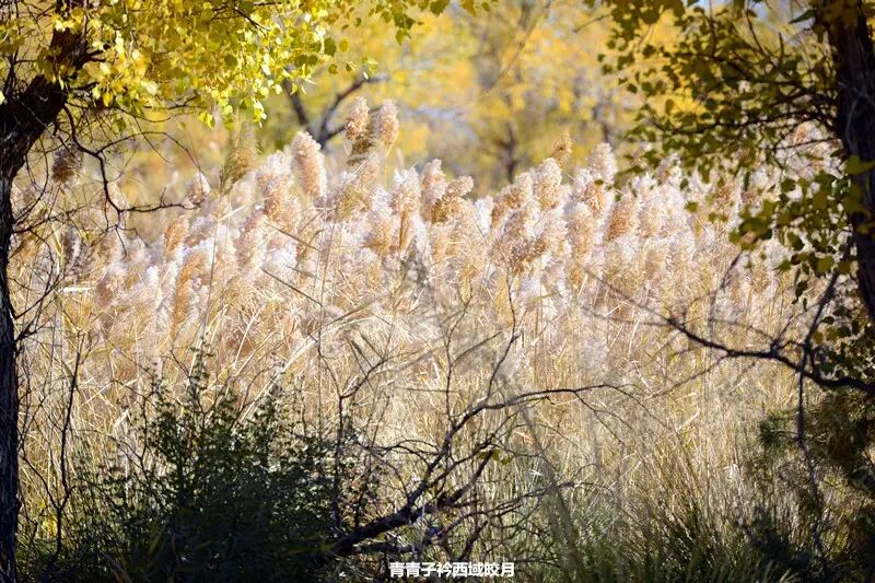 乌尔禾胡杨 <wbr>魔鬼城旁那位金光琉璃的西域天使