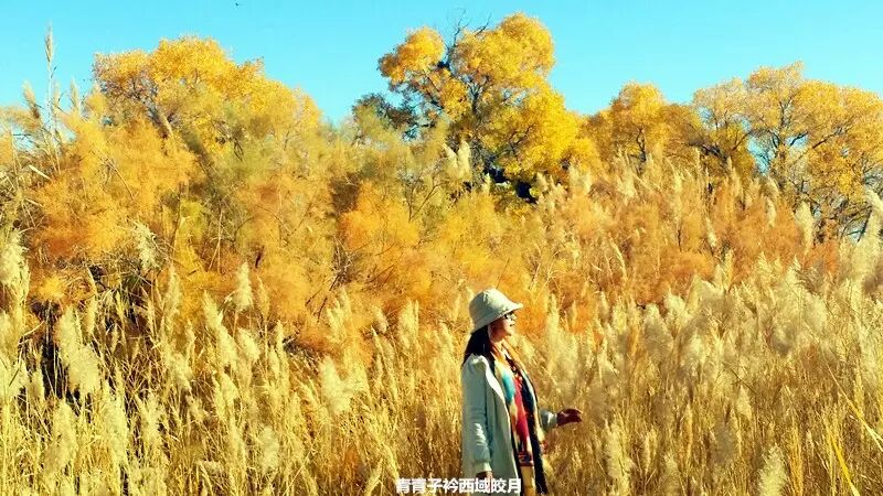 乌尔禾胡杨 <wbr>魔鬼城旁那位金光琉璃的西域天使