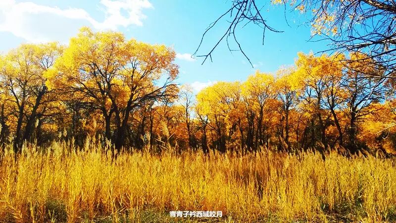 乌尔禾胡杨 <wbr>魔鬼城旁那位金光琉璃的西域天使